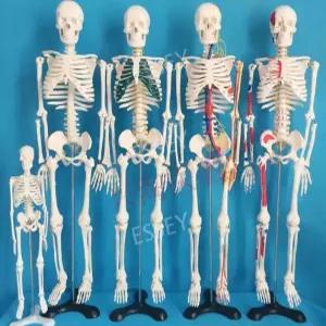 뼈모형 받침대 교구 해골 인체 인대 해부학 척추 골격 브라켓 전신