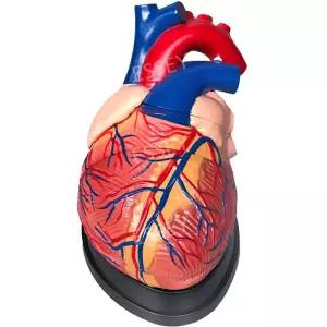 사람 구조 장기 교육용 모형 모델