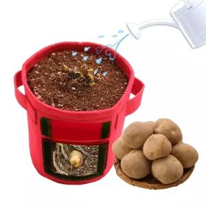 감자 키우기 체험 관찰 학습 식물 기르기 텃밭체험