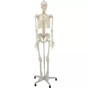 전신 뼈모형 해골 교육용 인체모형 근육표시 스탠드