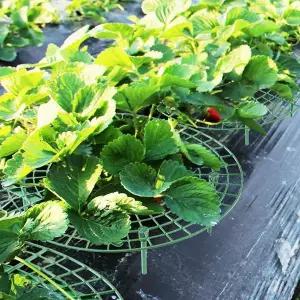 [알티피아]작물받침대 작물 받침대 과일 딸기 채소 거치대