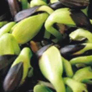 새싹재배씨앗 해바라기종자 야채품종 야채새싹재배