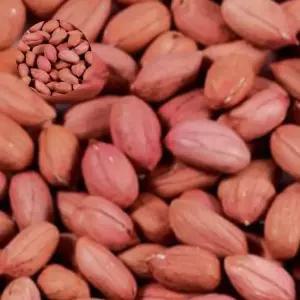 종묘사 국산 땅콩 곡물 콩류 종자 품종 식물 씨앗 500g