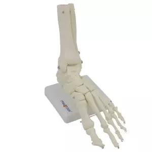 정형외과 발뼈모형 인체 발목인대 대퇴골 교육용 해부학 스켈레톤 무릎