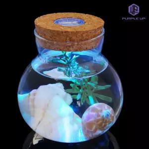 퍼플제로 마리모DIY 물에서키우는식물 수중 반려 식물 어항 모스볼10x11cm