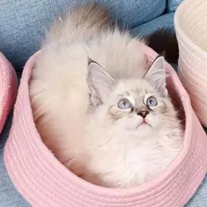 [골드스마일]고양이 PET 숨숨집 바스켓 바구니 하우스 침대 방석