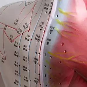 진산 경형 전신 모형 85cm인체 경혈 인체 경락표시 신체 사람