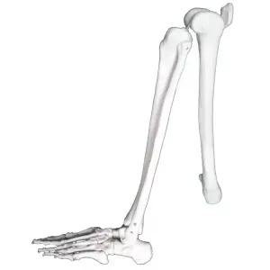 견갑골 모형 팔 힘줄 교육용 교육 해부학 해골 학교