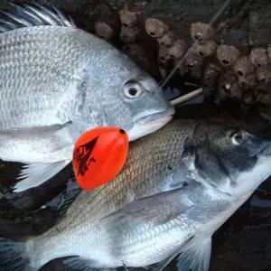 감성돔 기울찌 가로형 전유동 구멍찌 빠른입수 전유동기울찌 전층낚시