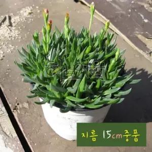 UBA 원예용품 다육 요술꽃(장염) 중품