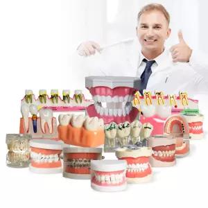 모델 금형 교육 이동식 구강 틀니 칫솔질 준비