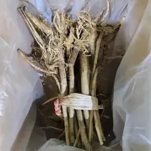 고창 순창 참 두릅 묘목 20개 2년생 참 두릅나무 묘목 두룹나무 참 두릅종근