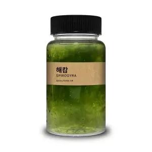 초등학교 실험 관찰생물 녹조류 해캄 100ml