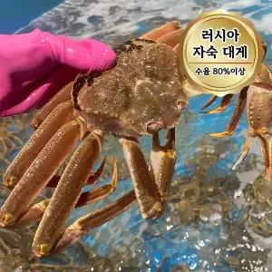 당일자숙 살 꽉찬 러시아대게 A급 대게 1kg 1미 (수율80%이상)