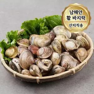 당일조업 남해안 활 바지락 대사이즈 3kg (1kg 당 65~80미)