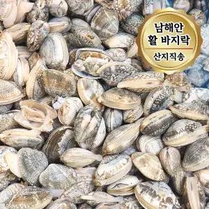 당일조업 남해안 활 바지락 대사이즈 5kg (1kg 당 65~80미)