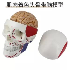 뇌모형 해골 해부학 두개골 실습 조립 모델 미니 교육용