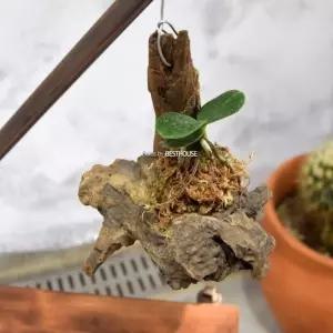 행잉유목 원목 나무 모음 화분데코 인테리어 목재 우드 목부작 목부장