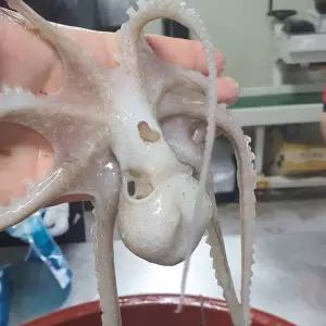 국내산 인천 활 낙지 5미 (총400g내외) 생물낙지 국내산 생낙지 산소포장