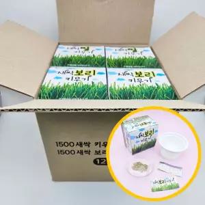 신선함 12개입 1박스 기르기 교재 신상입고 밀 새싹 1500 관찰 키우기시리즈 보리 자연과학 키우기 실험 잇