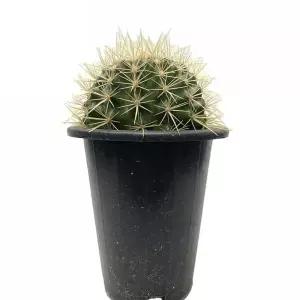 베하몰 실내 식물 금호 씨앗으로 키운 선인장 24cm 기르기 키우기 재배 원예 으로키운