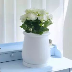 플라스틱 화분 턱단지 디자인 다육이화분선물 원형 식탁 식물 현관 예쁜 실내 집화분 테이블 선물용 선인장