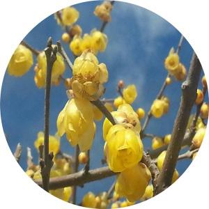황금매화/납매/일본매화/chimonanthus/3년포트묘/묘목/꽃나무/대량주문내고