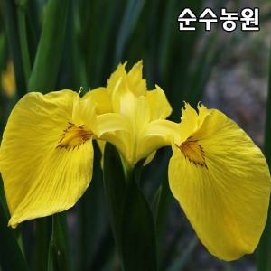 꽃창포 모종(노랑) 화분/야생화/다년초/수생식물