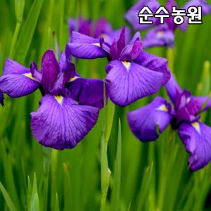 꽃창포 모종(보라) 화분/야생화/다년초/수생식물
