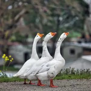 (부화용) 거위 유정란 10개 -엠버덴 거위알