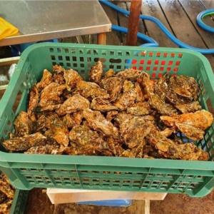 10kg 제철석화(찜/구이) 양식장 일반석화 각굴 3인~4인