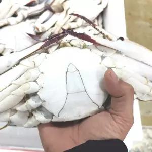 하늘씨푸드 연평도 제철 냉동 꽃게 1kg 봄 가을 급속냉동 숫꽃게 1kg (2-3미)