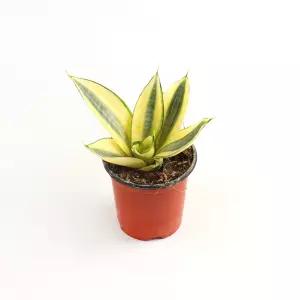 갑조네 골드하니 산세베리아