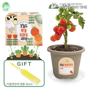 [식물영양제선물]오늘도 새싹 - 지피포트 방울토마토 / 채소 모종키우기 원예체험 식물키우기 화분기르기 꽃집사