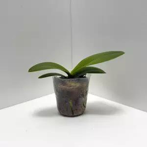 모종 호접란 서양난 엘레강스 분홍색 난초