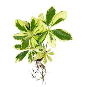 글라스가든 뿌리 세척 무늬홍콩야자 모종 관엽식물 수경재배 수생 식중 실내공기정화식물 1뿌리