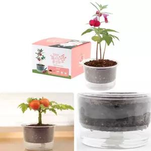 자동물공급 삼투압 화분 봉선화 씨앗 세트/키우기/원예/키트/미니/식물/기르기/새싹/홈가드닝/재배기/반려