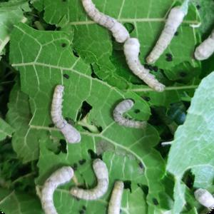 누에 키우기 기르기 (애누에 단품) 20마리 세트