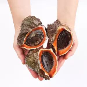 자연산 생물 참소라 1kg