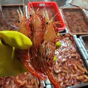 자연산 활 꽃새우 독도새우 500g(20~27미)