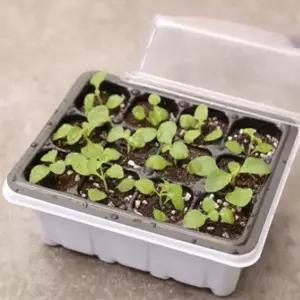 12구 새싹키우기 트레이 뚜껑모종트레이 육묘 파종 모