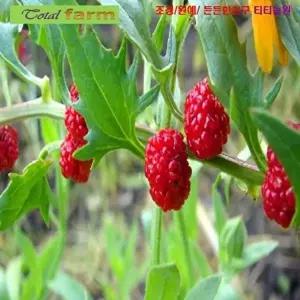 꽃씨 씨앗나라 딸기 닮은 열매 딸기시금치 딸기명아주 15립