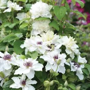 클레마티스 퍼스트라이트 12cm 포트묘 겹꽃 신품종 으아리 넝쿨식물 야생화