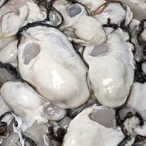 1kg 생굴 모든순간 굴 통영굴 통영생굴 깐굴