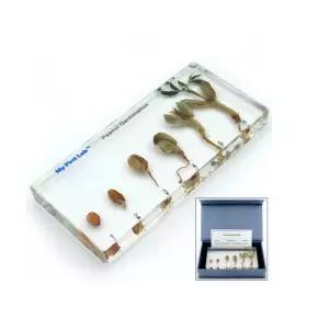 씨앗 뿌리 줄기 잎 땅콩 실물성장표본 식물 자연시간 어린이집