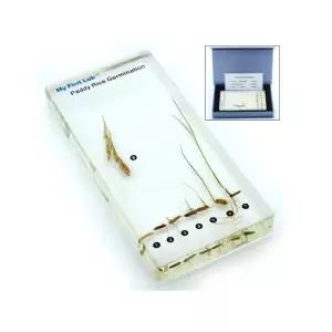 새싹 씨앗 벼 이삭 쌀 실물 성장표본 유치원 식물 자연과학 교구 진짜