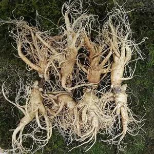 세척안함 금산수삼시장 특대난발인삼 750g 1개 7~8뿌리