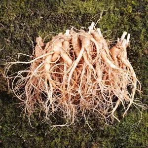 작은난발삼 750g 1개 국내산 인삼 27~35뿌리