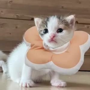 핑크 넥카라 S 쿠션 꽃피는 고양이 강아지