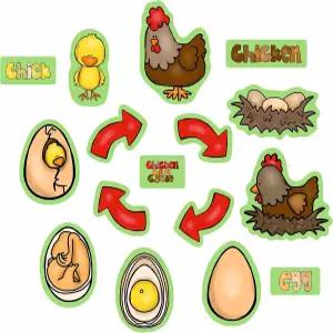스토리 타임 펠트 치킨 라이프 사이클 플란넬 보드 수치 발표